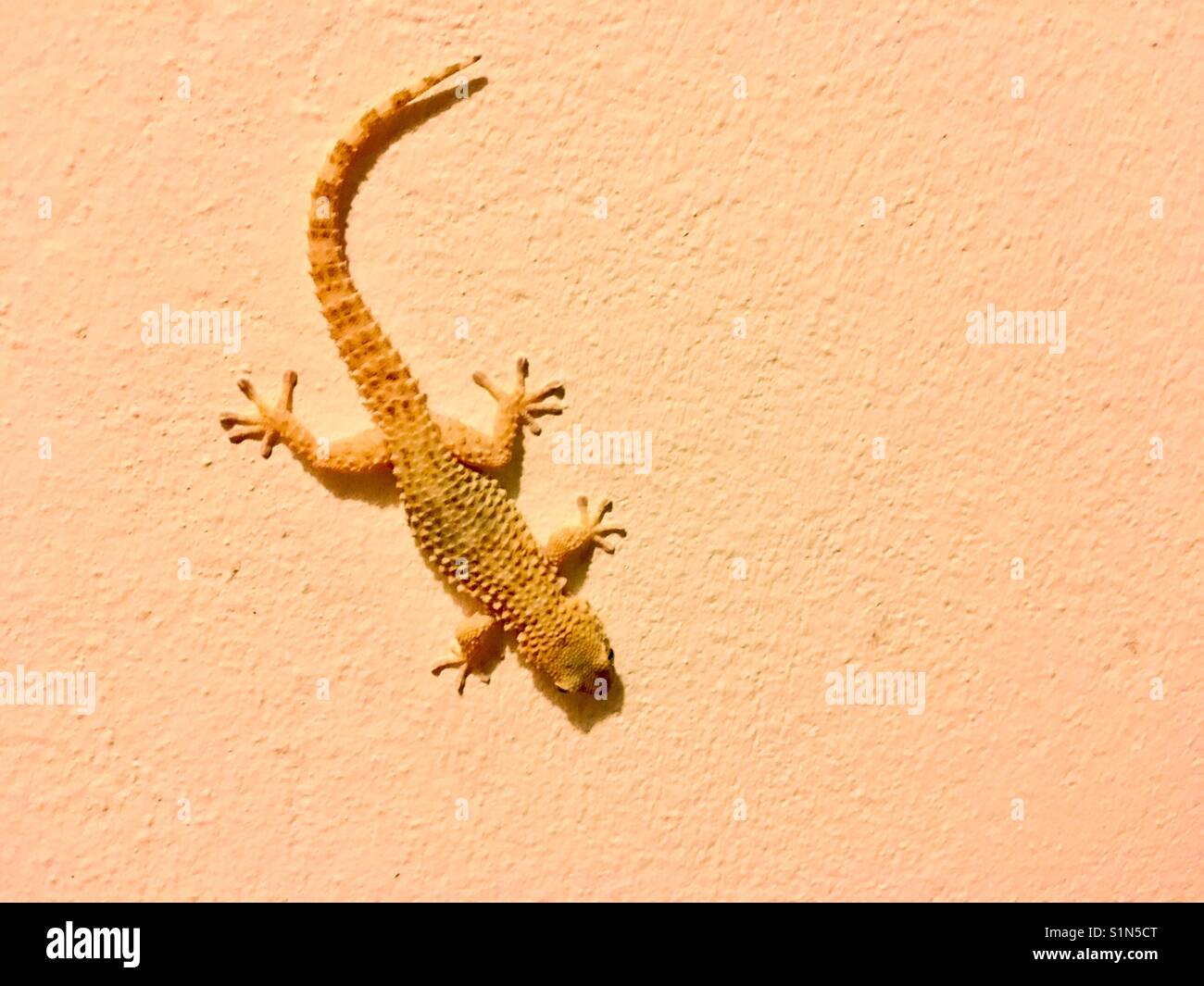 Salamander on. House wall in Diverata near Myrtos beach on Kefalonia in Greece - Smartphone Captured Stock Image