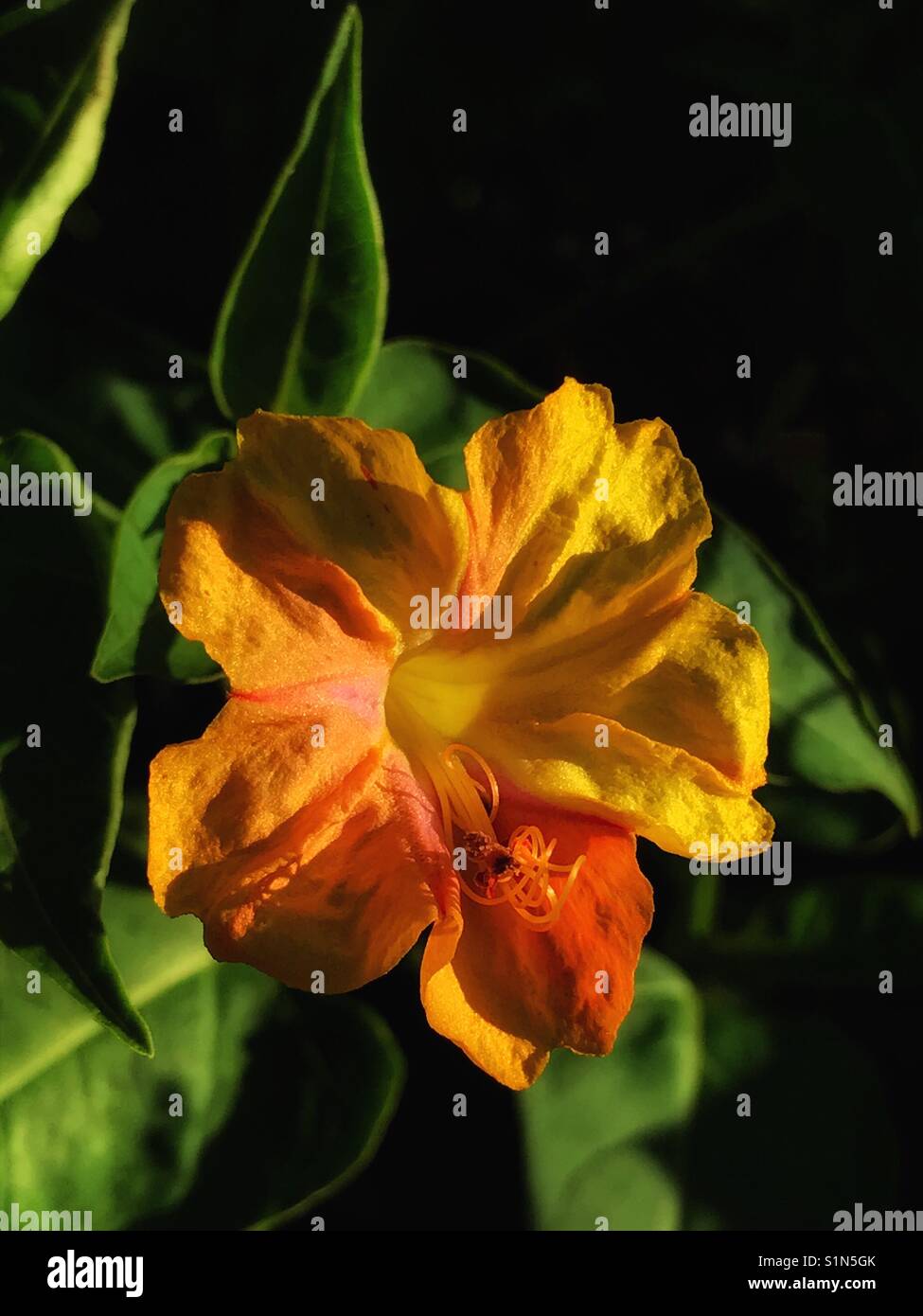 Four O'clock flower blooming in warm sun light, Mirabilis jalapa Stock Photo Alamy
