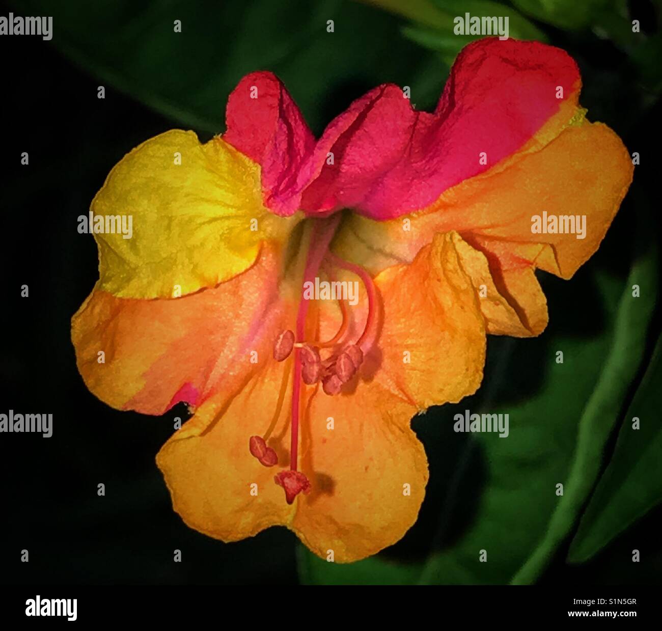 Multi-colored Four O'clock flower, Mirabilis jalapa - Smartphone Captured Stock Image