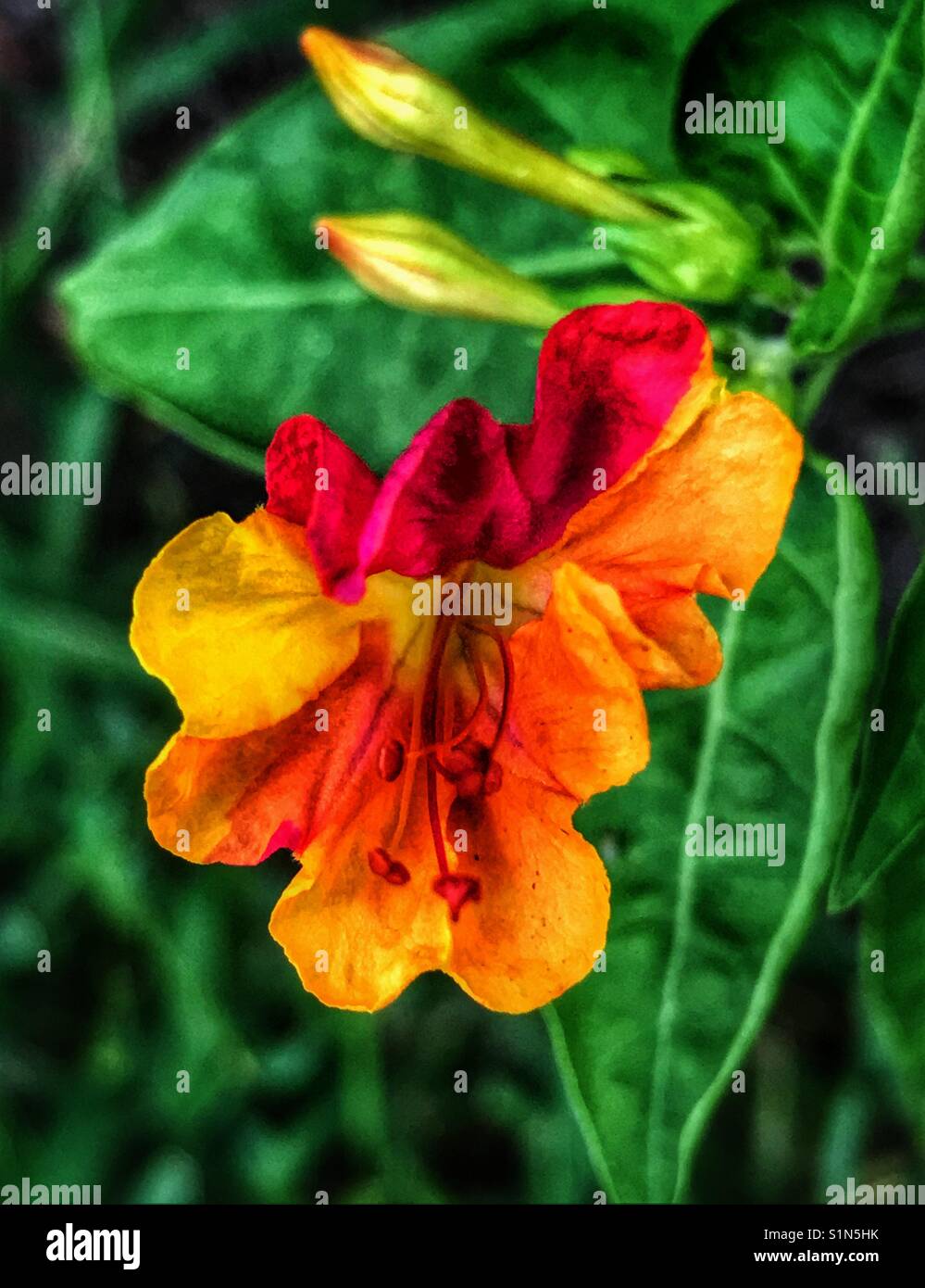 Multi-colored Four O'clock flower blooming, Mirabilis jalapa - Smartphone Captured Stock Image