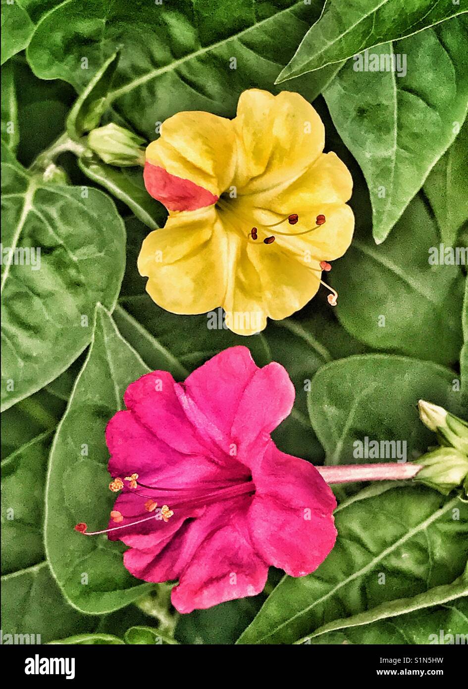 Yellow and pink Four O'clock flowers, Mirabilis jalapa Stock Photo Alamy