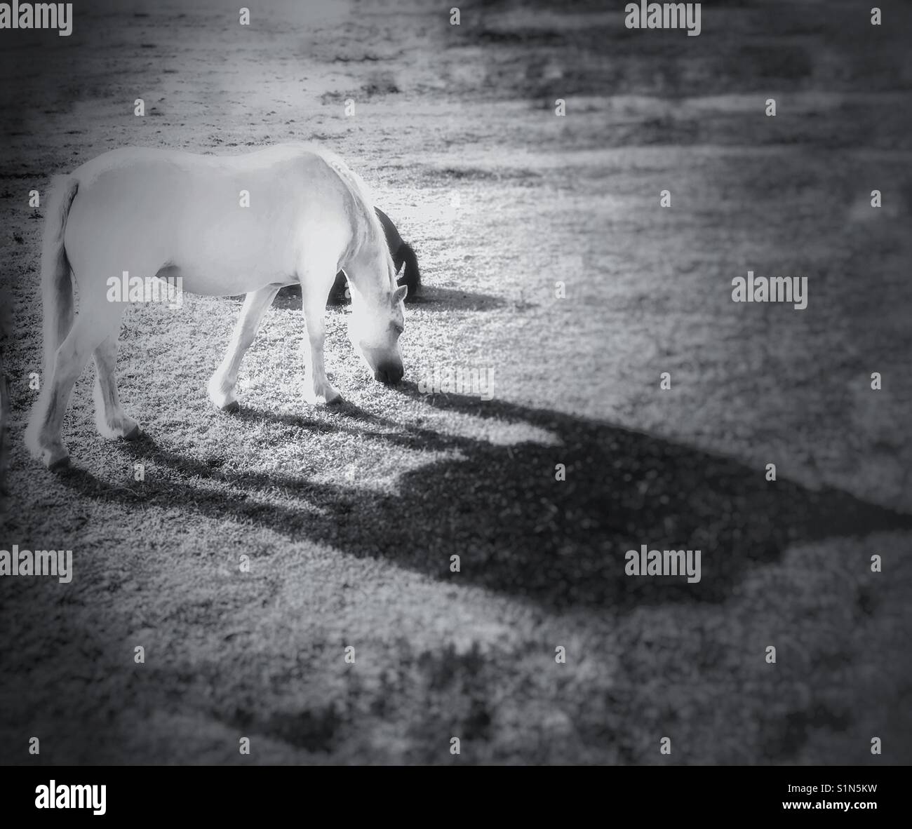 Horses in Monochrome - Smartphone Captured Stock Image