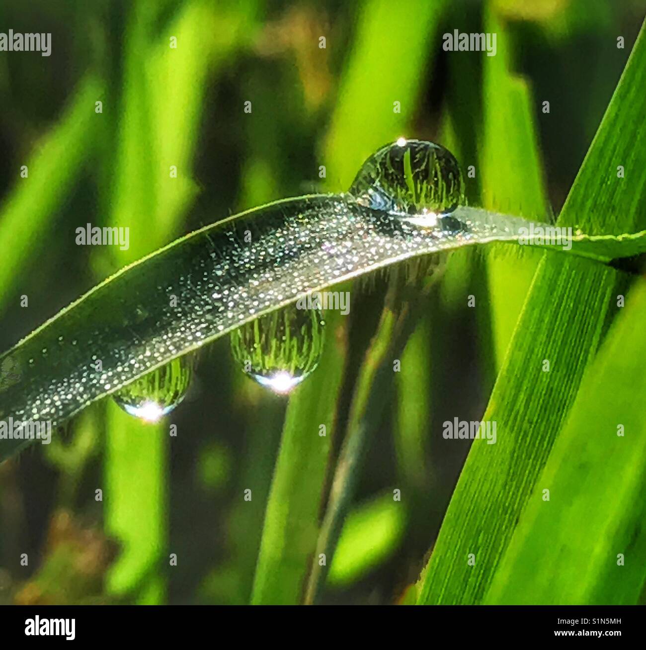 Dew drops on a blade of grass - Smartphone Captured Stock Image