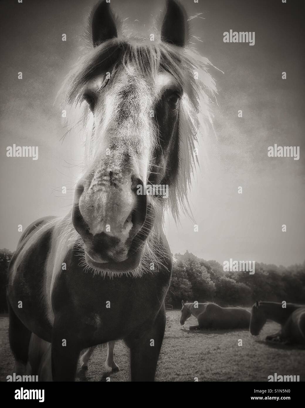 Equestrian portrait. - Smartphone Captured Stock Image