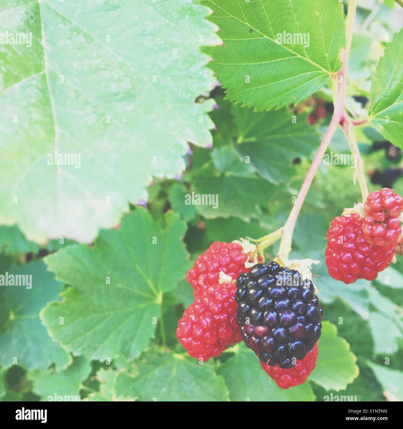 Blackberries ripening on the vine on the blackberry shrub. Square crop