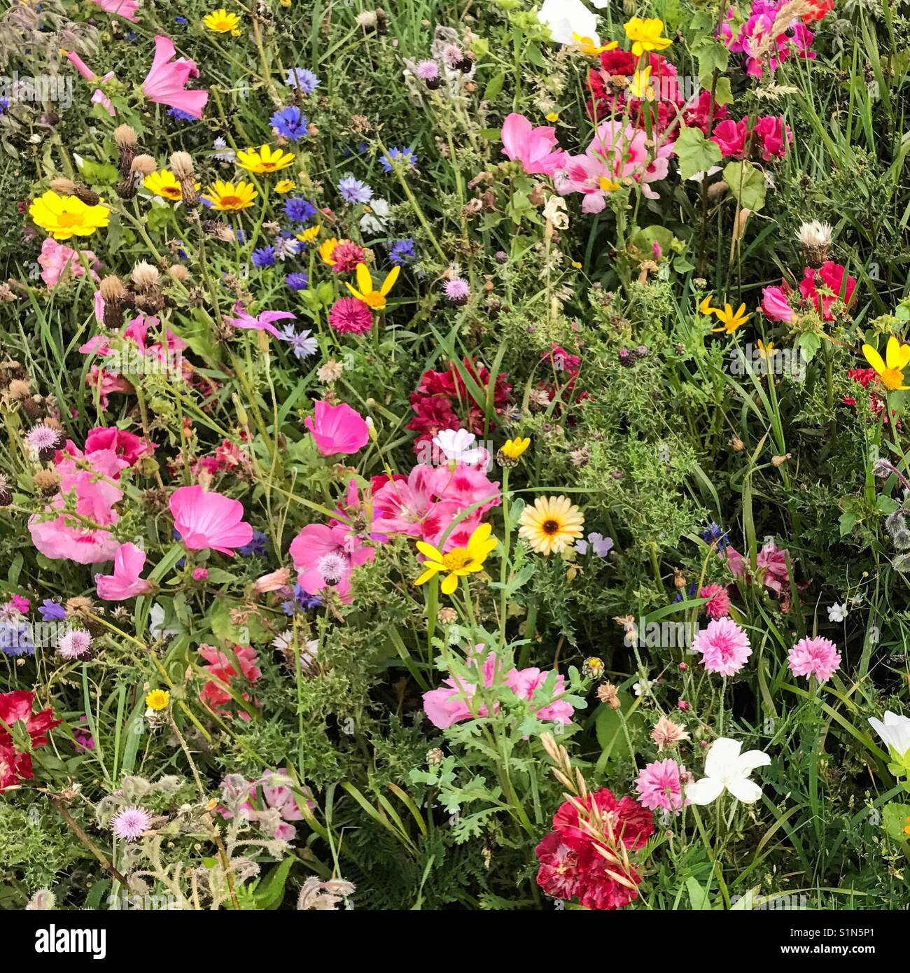Flowers at Douglas Head , Douglas , Isle of Man overlooking the bay