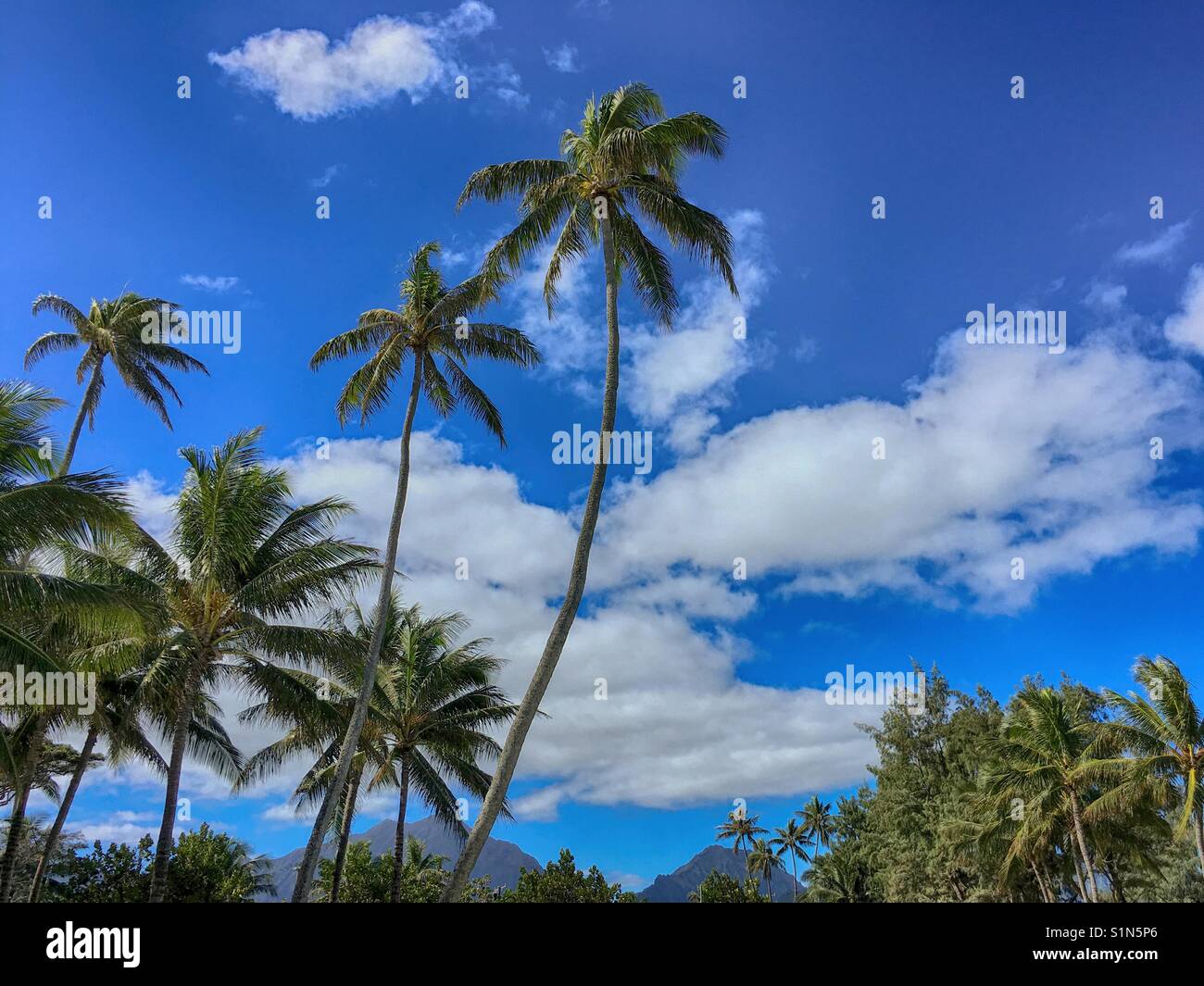 Palm trees on Oahu, Hawaii Stock Photo Alamy