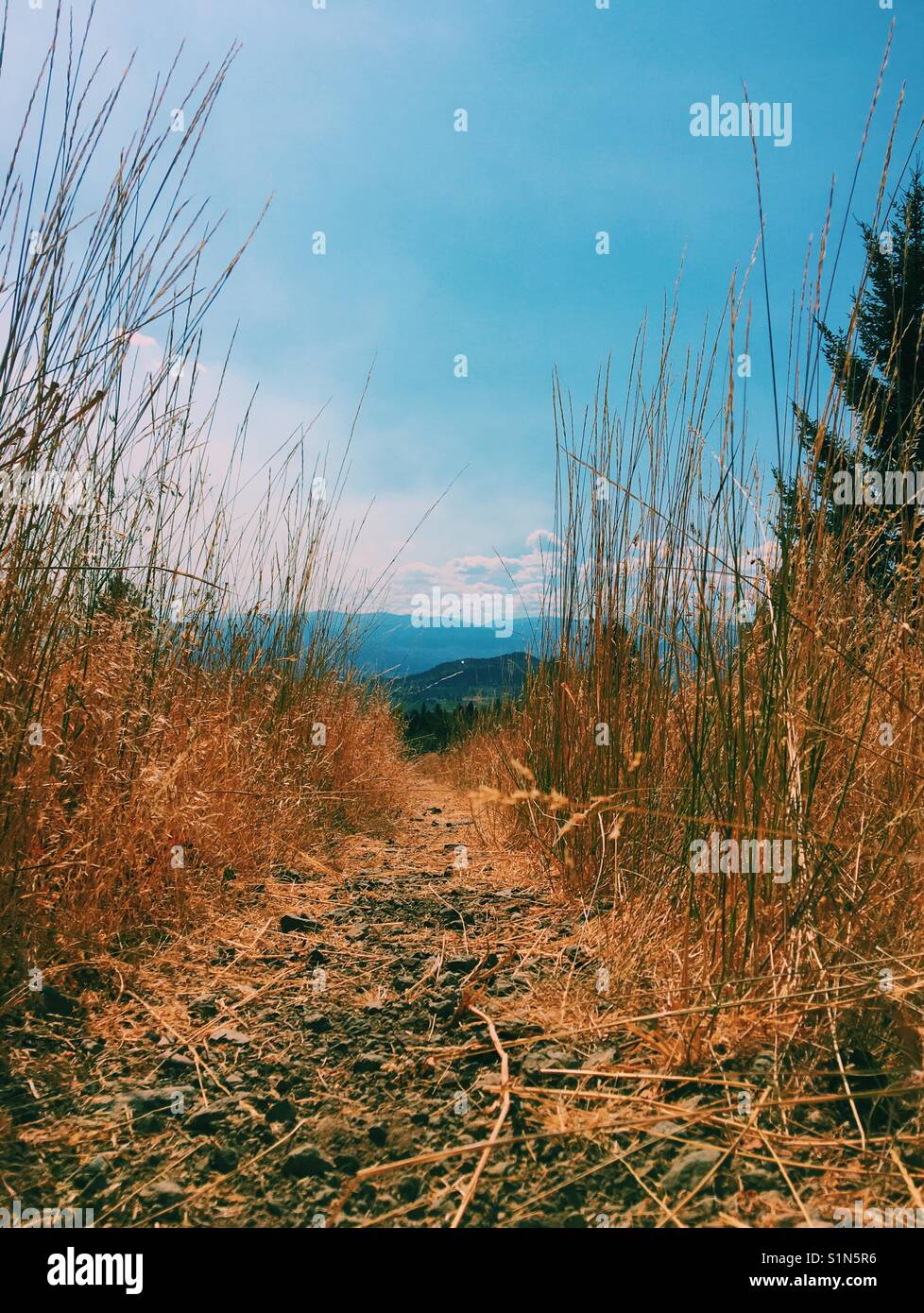 Late August colours as the grasses around a small hiking trail have turned a golden hue under the hot blue sky. Stock Photo