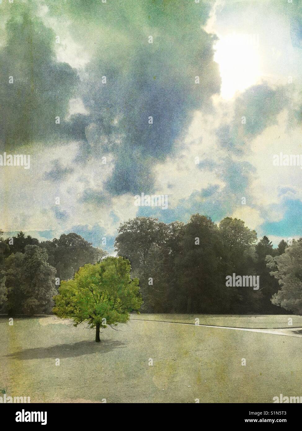 Lonely tree in park - Smartphone Captured Stock Image