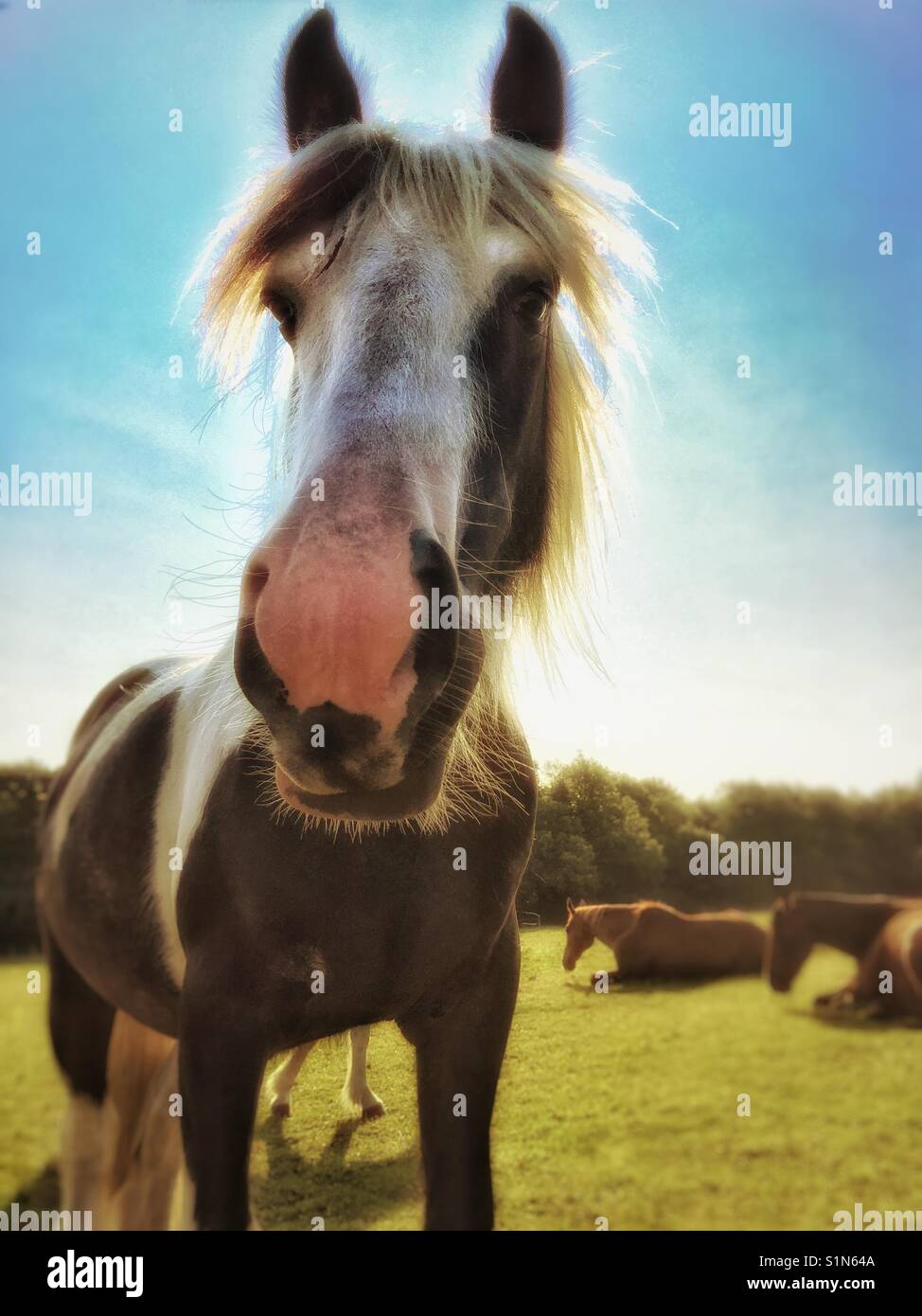 Horses in a field. - Smartphone Captured Stock Image