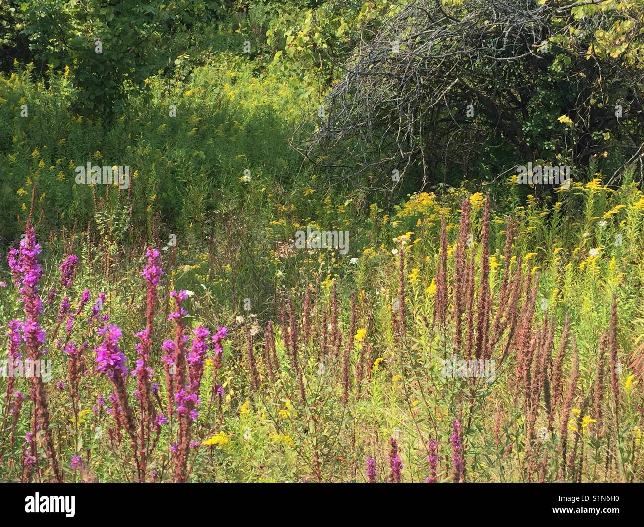 Richmond hill ontario hires stock photography and images Alamy