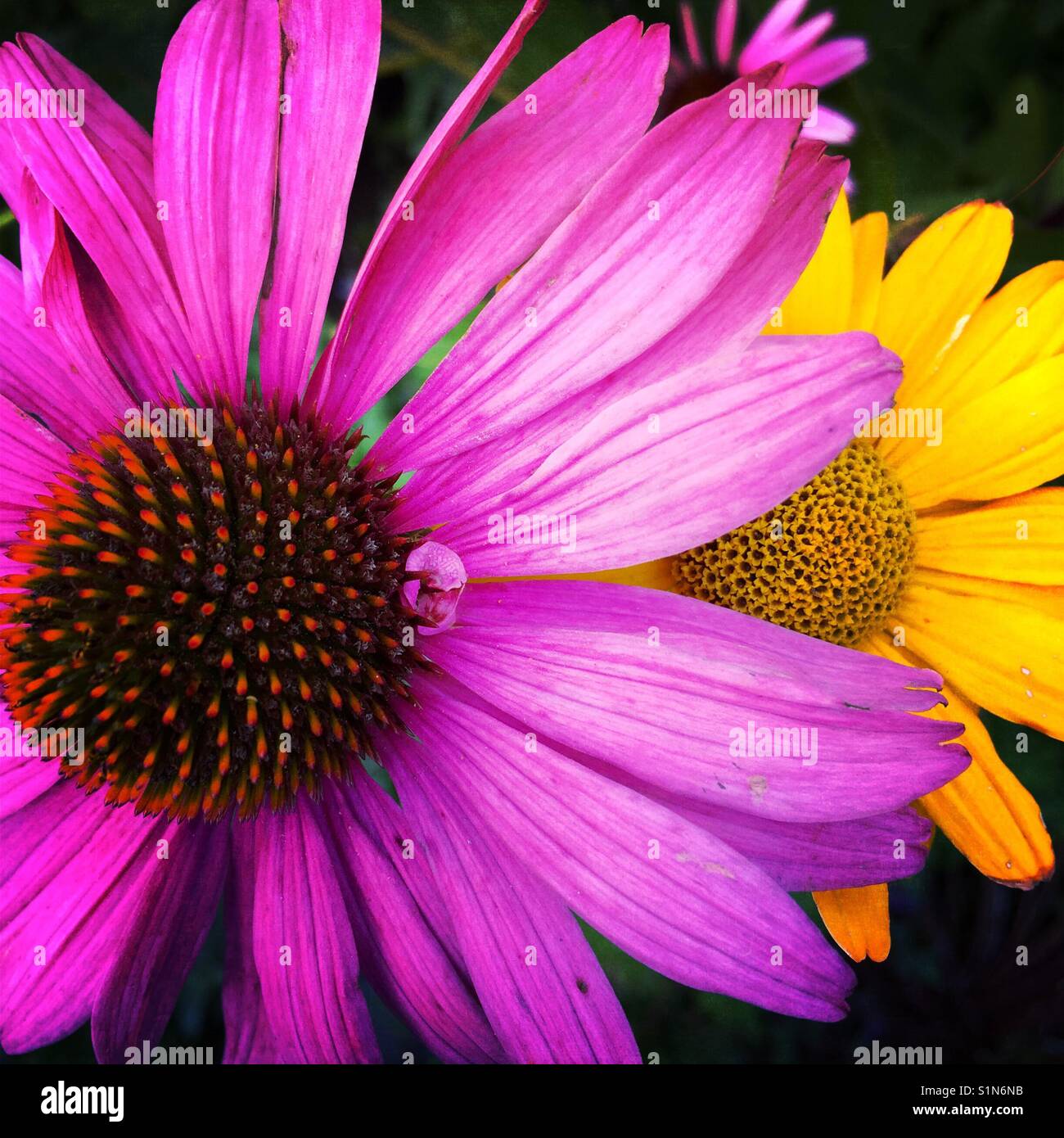 A close up detail shot of late summer flowers Stock Photo