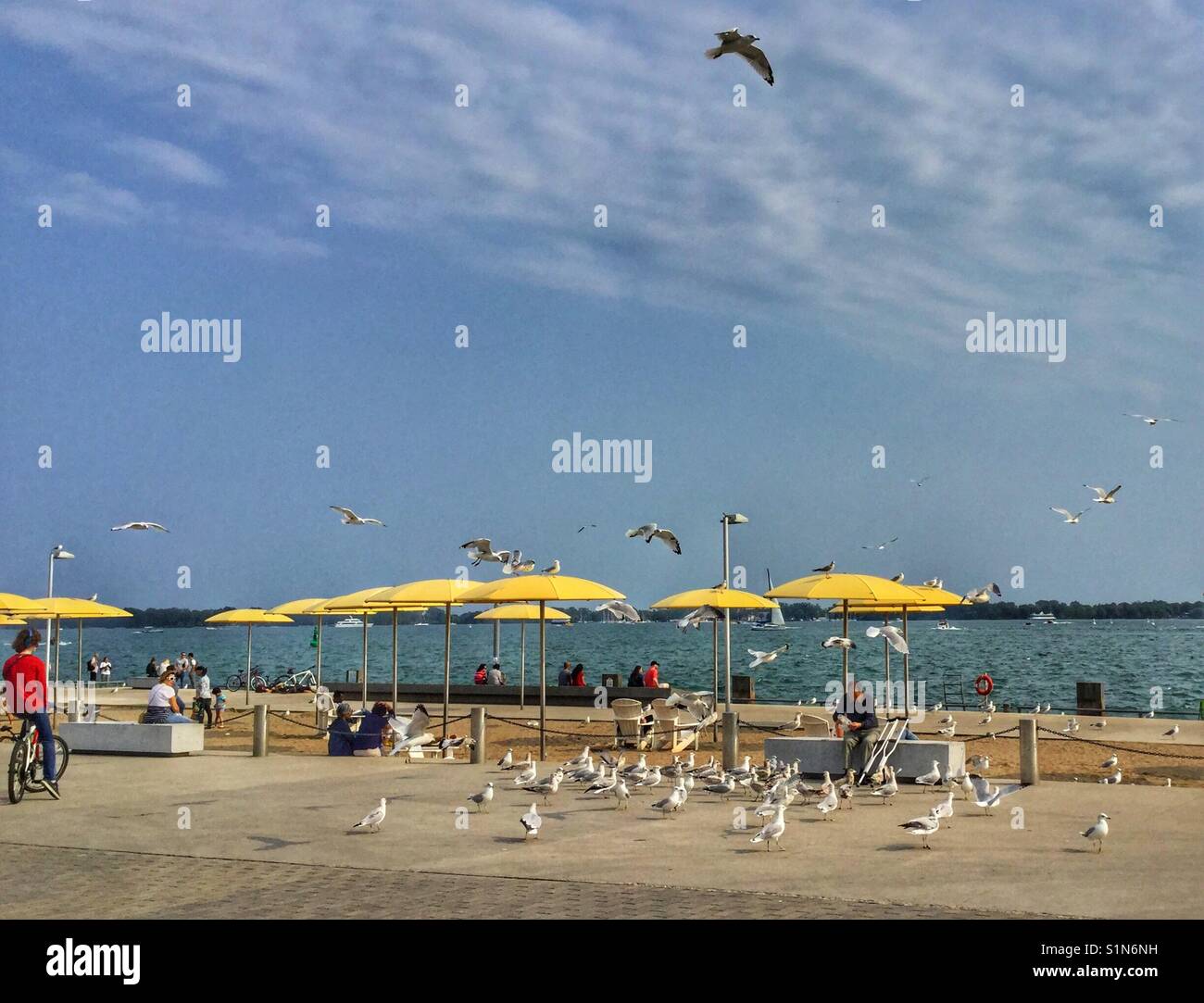 Man feeding a flock of seagulls along Toronto's waterfront. - Smartphone Captured Stock Image