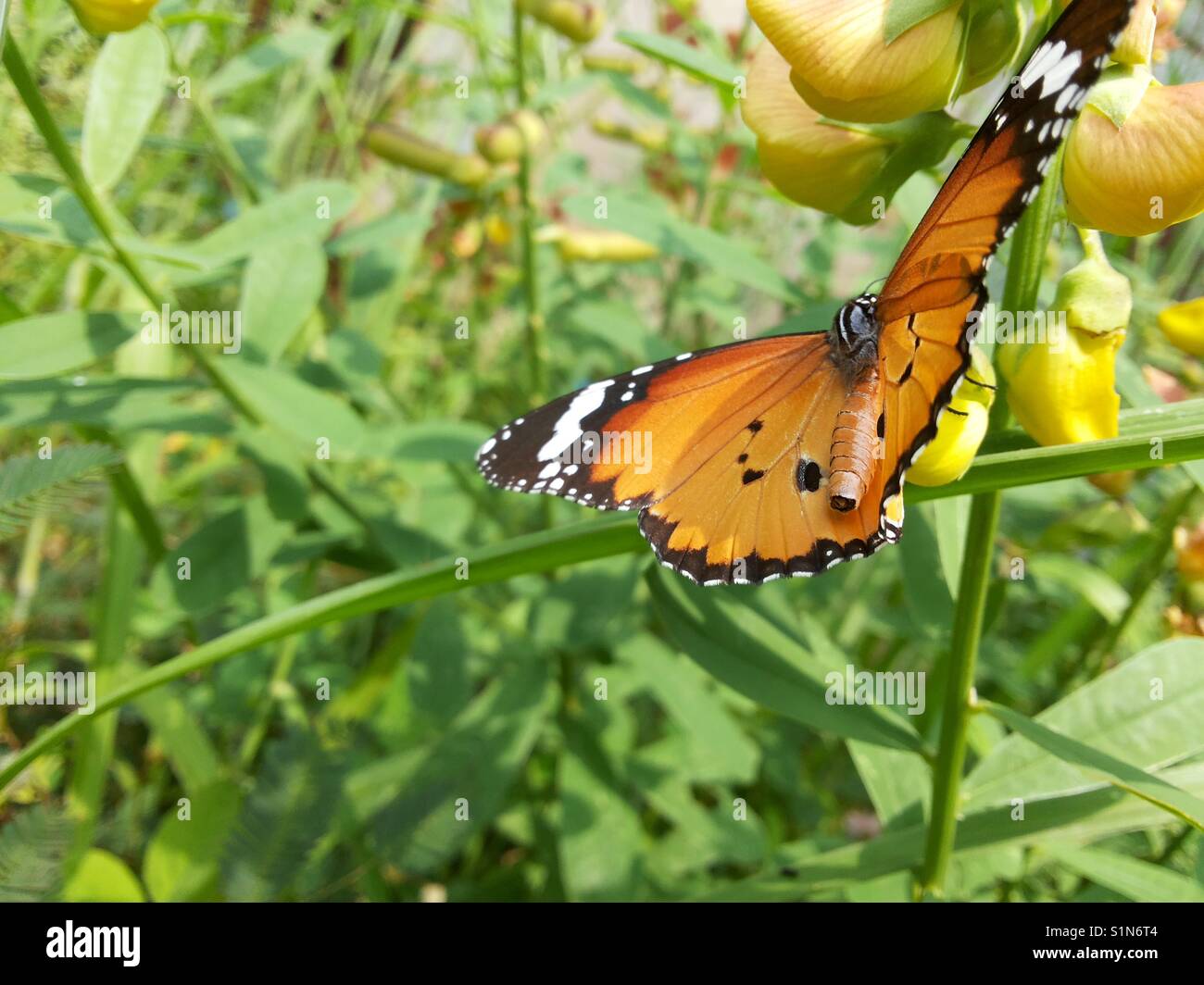 Spread your wings it's time to fly. Make the leap and own the sky Stock