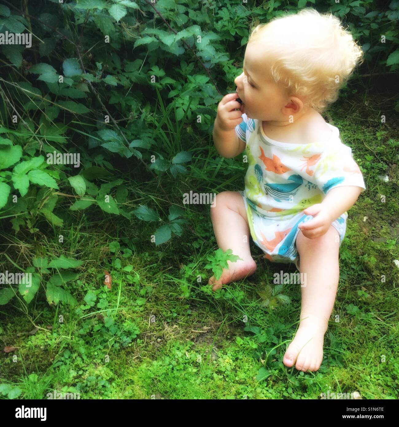 One year old baby boy picking and eating blackberries Stock Photo Alamy