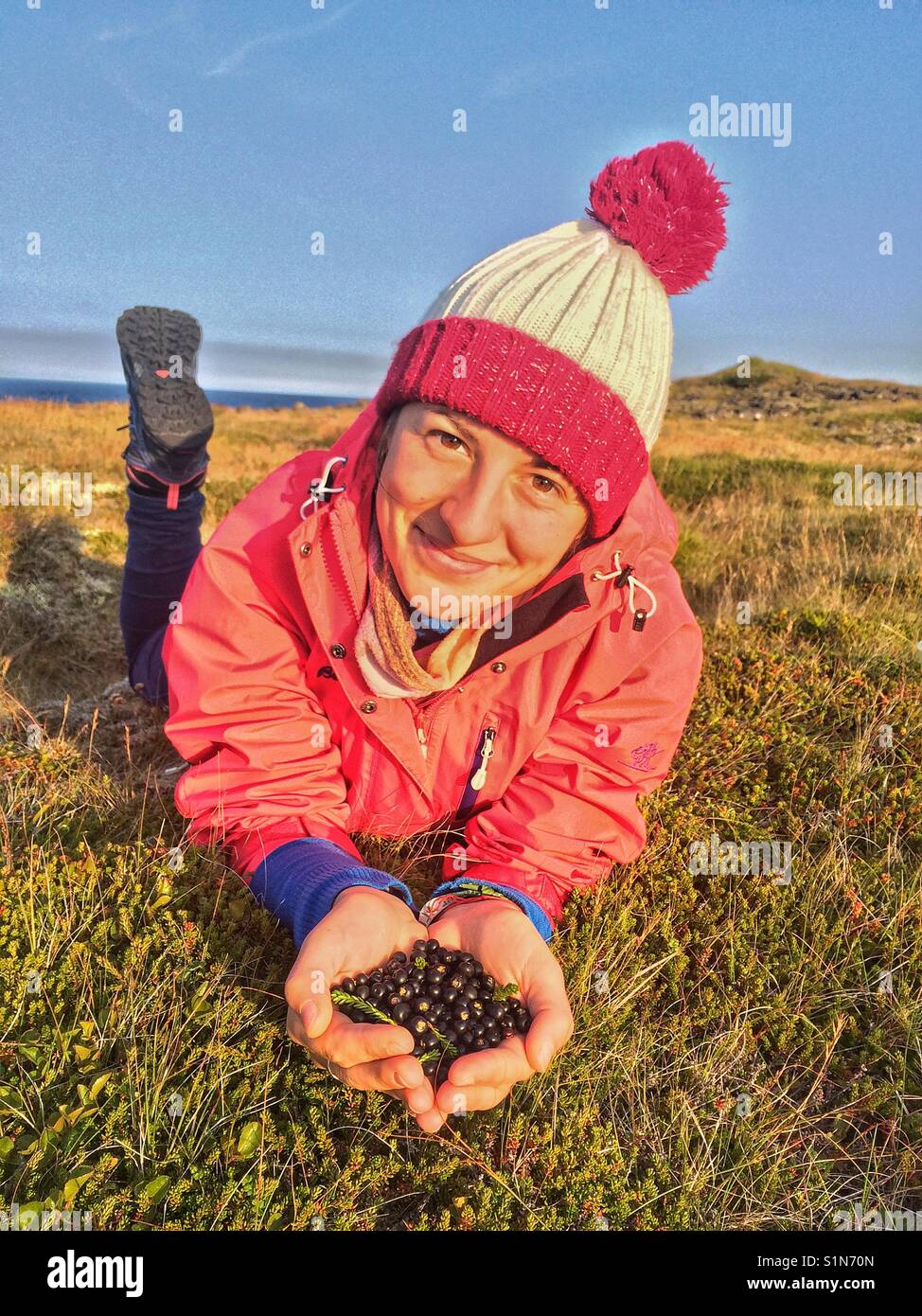 Wild berries picking in the north of Iceland, near the arctic circle. Stock Photo