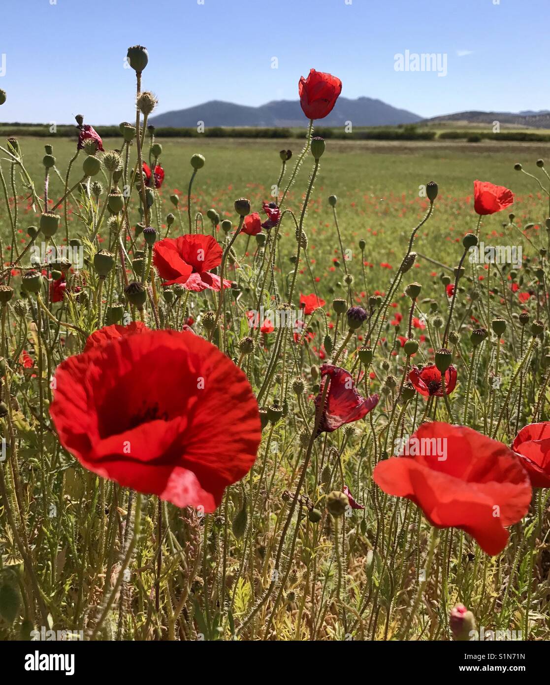 Poppy field. - Smartphone Captured Stock Image