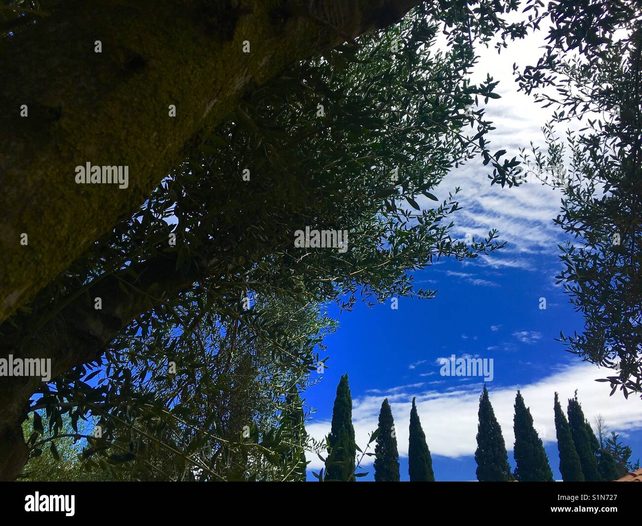 Olive trees and cypress trees with blue sky and white clouds on Kefalonia in Greece - Smartphone Captured Stock Image
