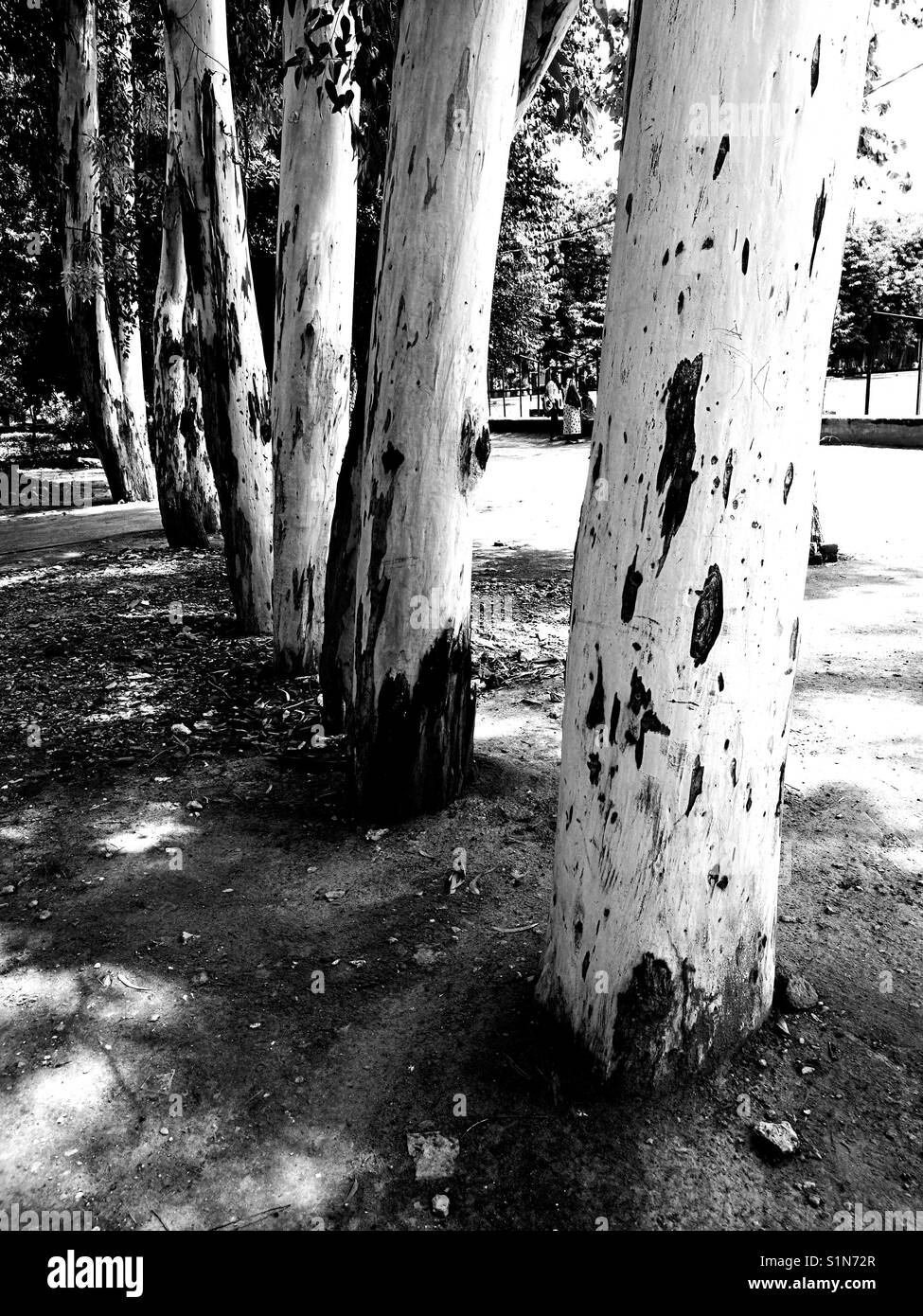 Line of trees Stock Photo