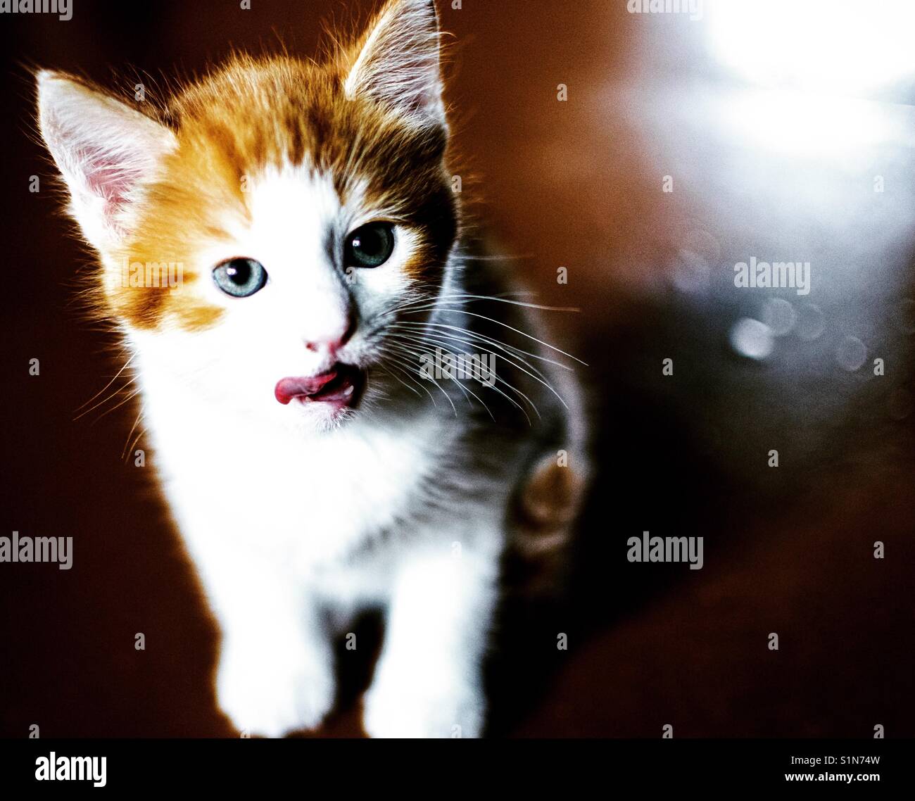 Adorable kitten licks her lips Stock Photo Alamy