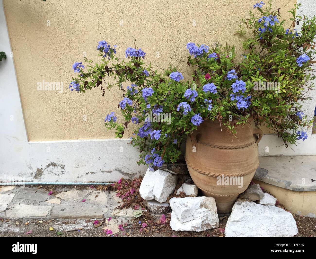Terracotta pot with small violet flowers in Assos on Kefalonia in Ionian island in Greece - Smartphone Captured Stock Image