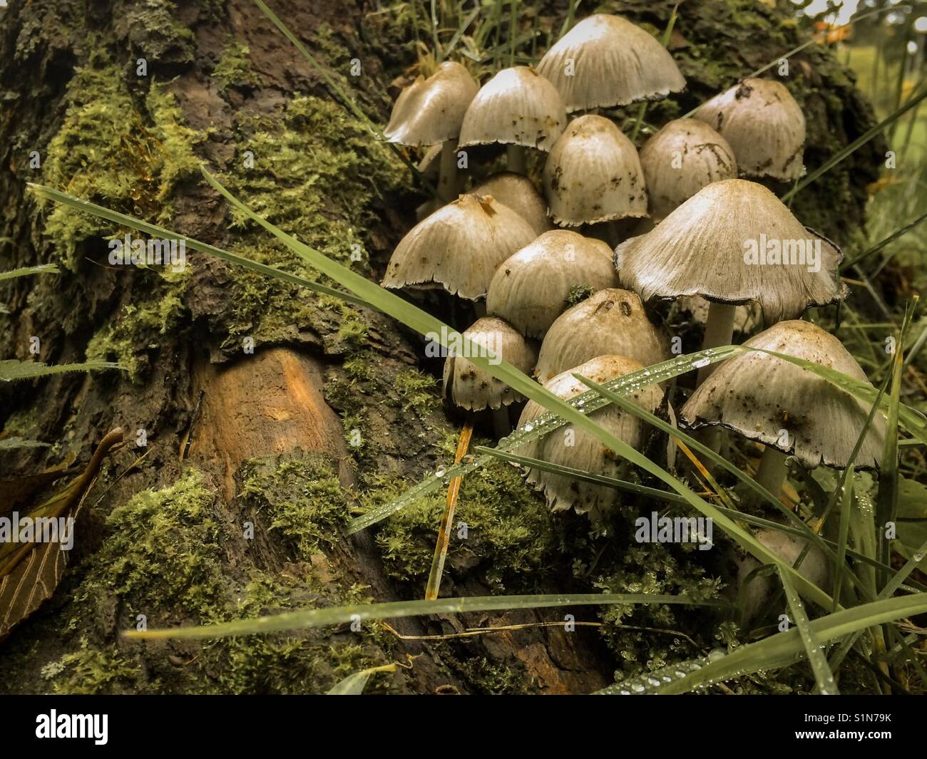 Small mushrooms growing by a tree stump Stock Photo - Alamy