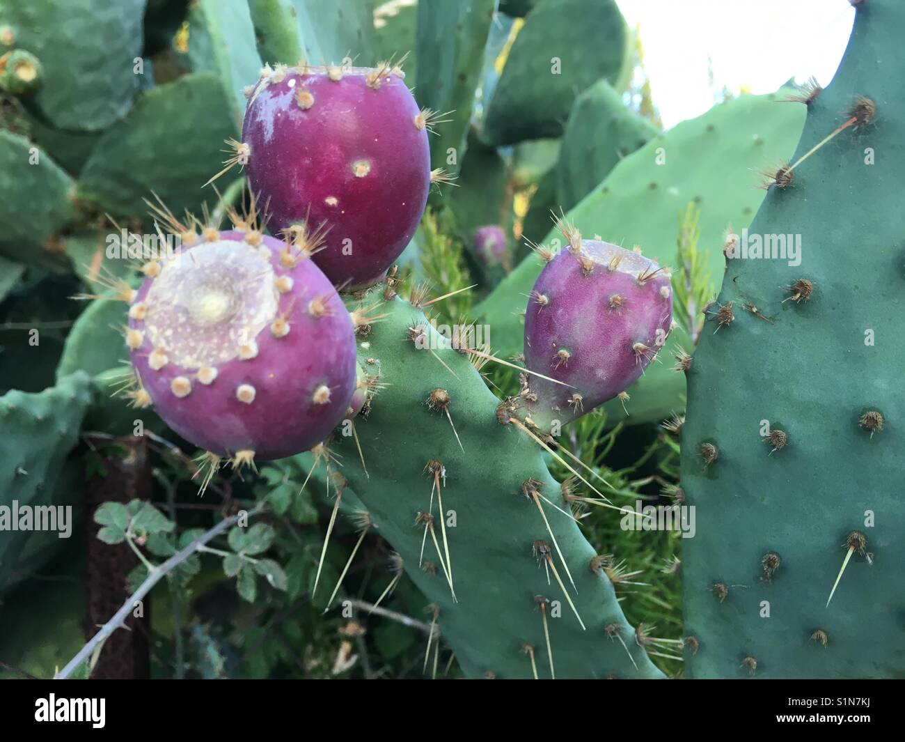 Cactus and prickly pear - Smartphone Captured Stock Image