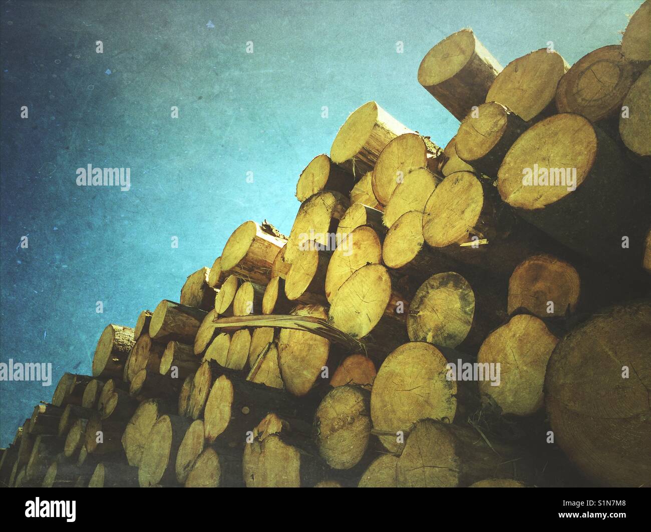 Stack of timber, tree trunks Stock Photo