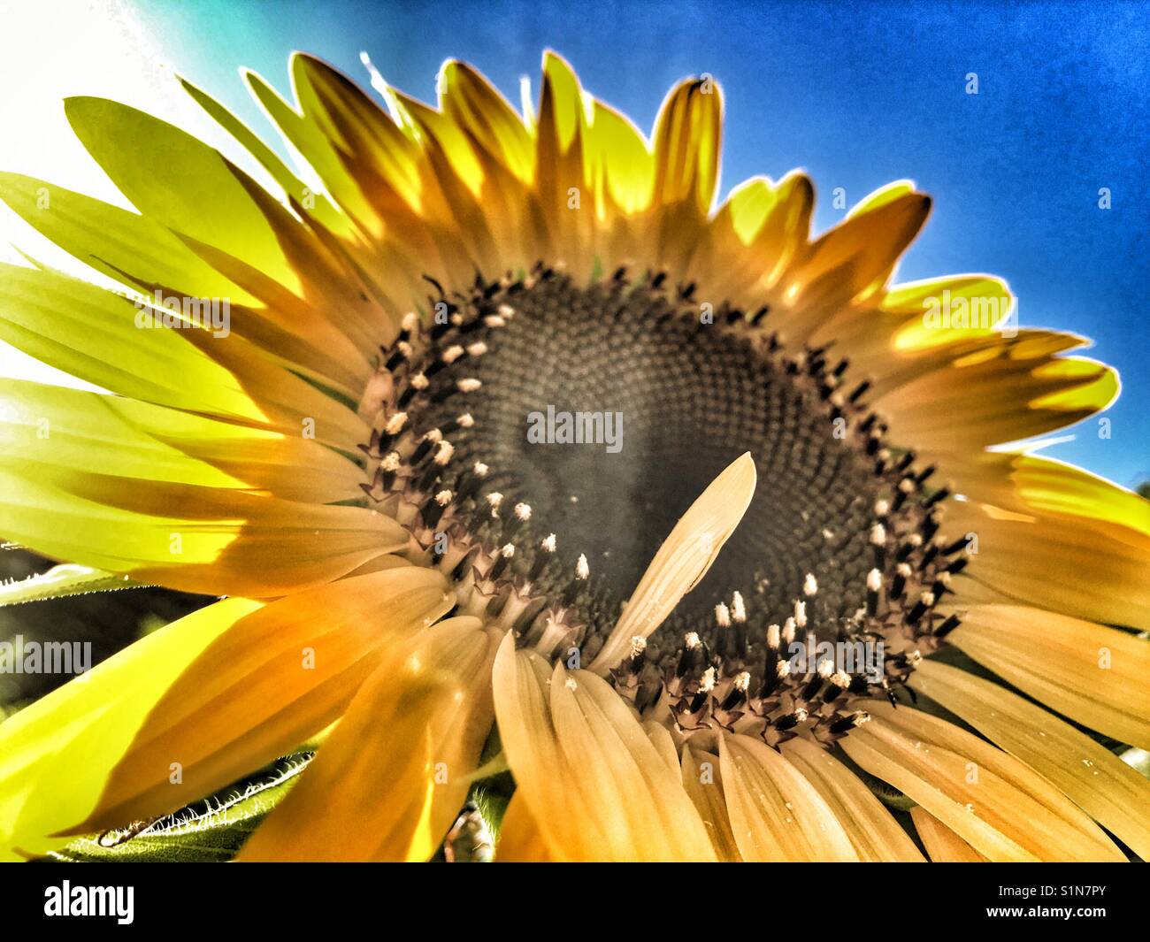 Helianthus annuus, sunflower Russian Giant - Smartphone Captured Stock Image