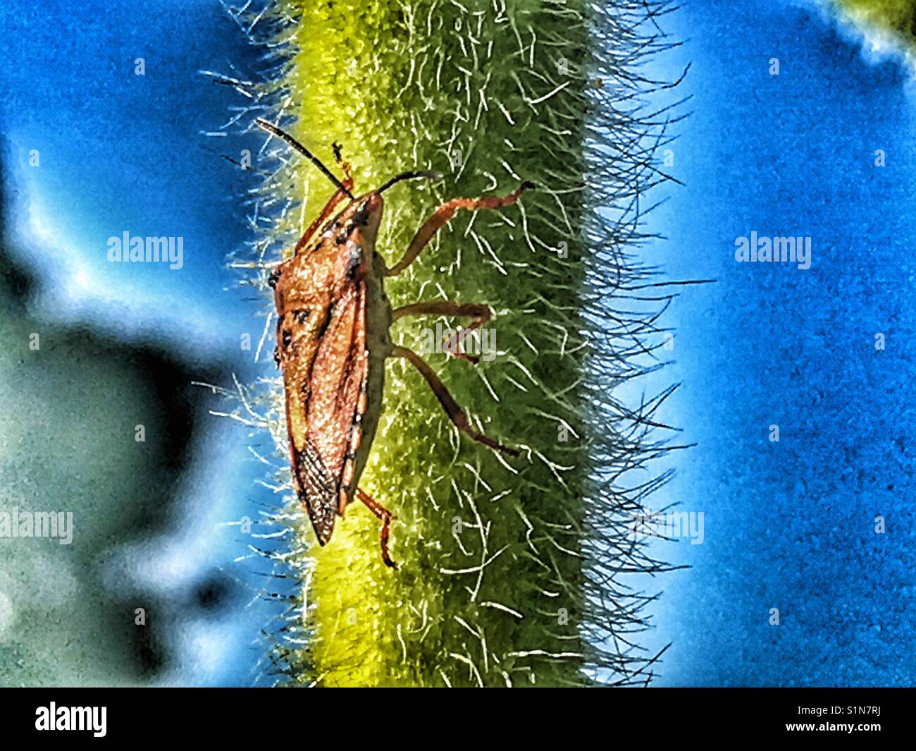 Shield Bug,  Pentatomidae , on the stalk of a Russian Giant sunflower, Helianthus annuus - Smartphone Captured Stock Image
