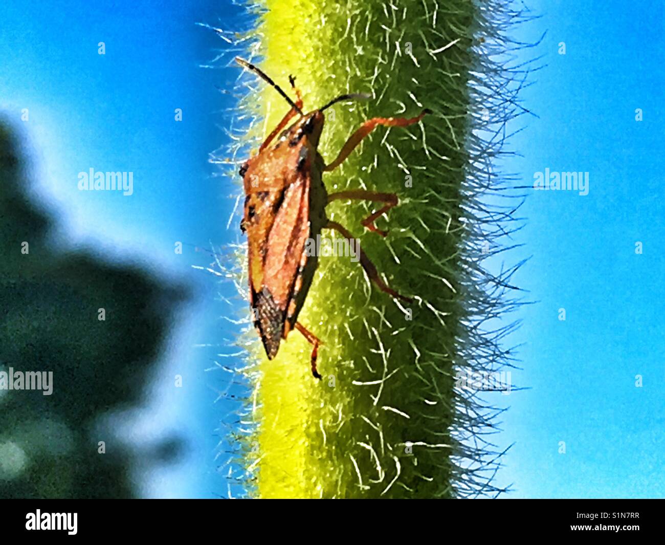 Shield Bug,  Pentatomidae , on the stalk of a Russian Giant sunflower, Helianthus annuus - Smartphone Captured Stock Image
