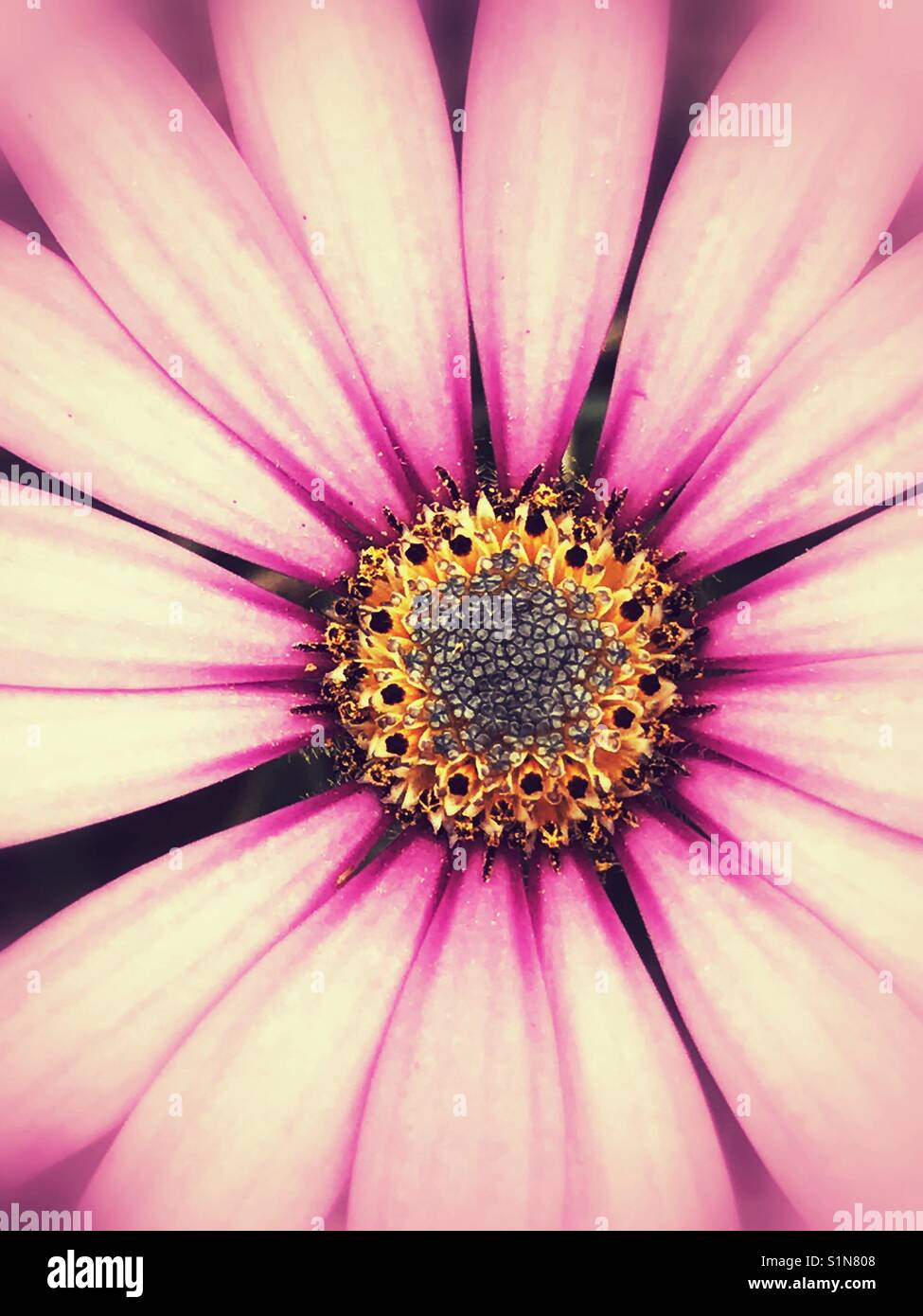 Pink daisy flower Stock Photo