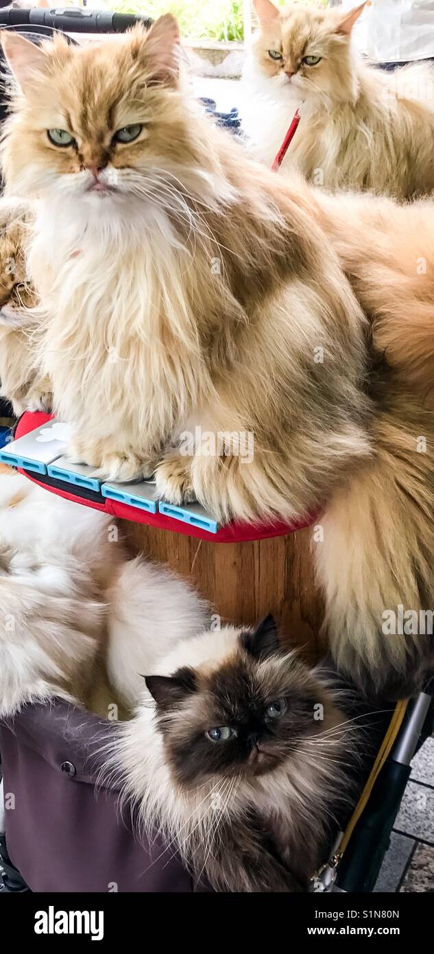Proud - Smartphone Captured Stock Image