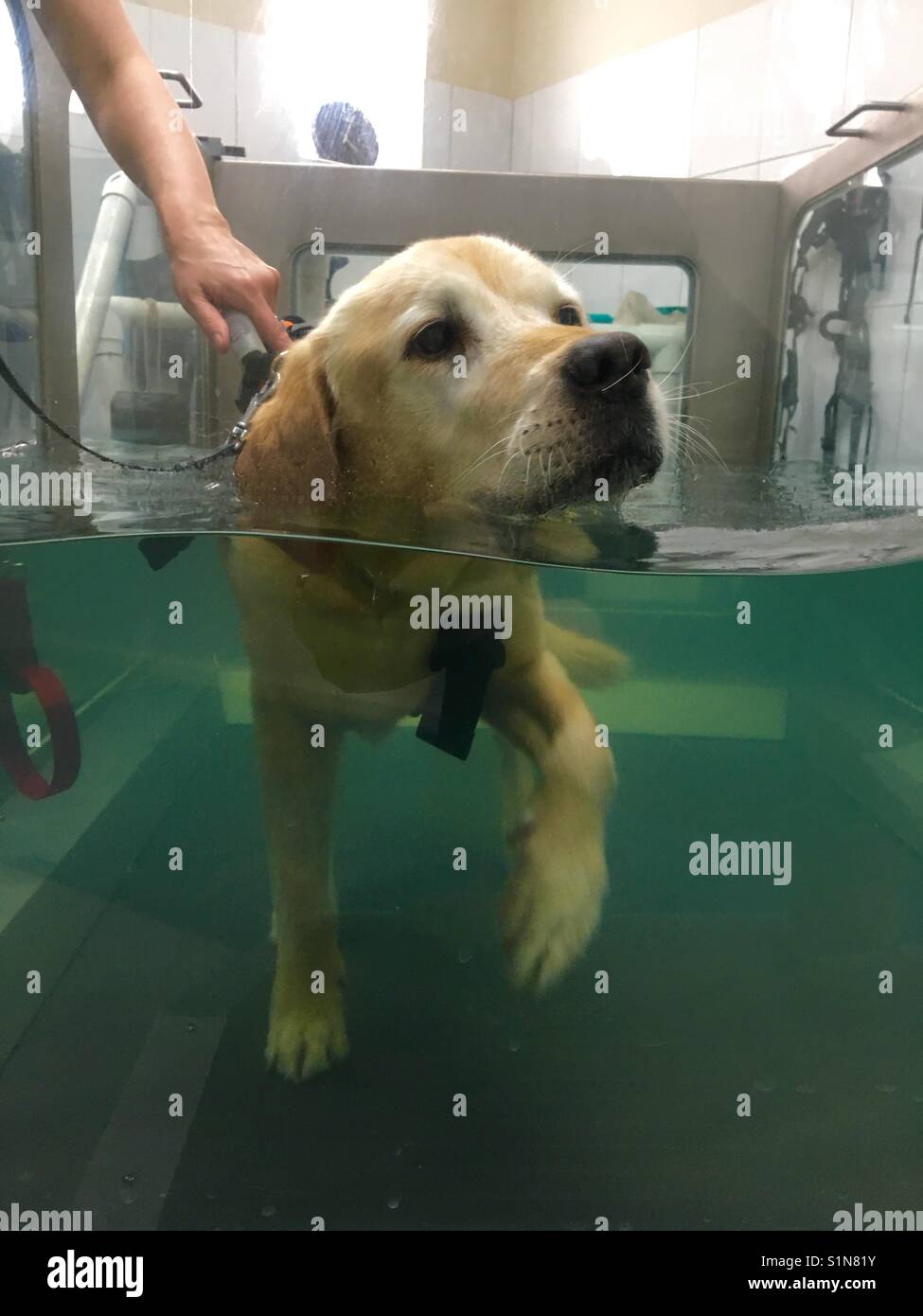 Labrador retriever doing hydrotherapy after surgery - Smartphone Captured Stock Image