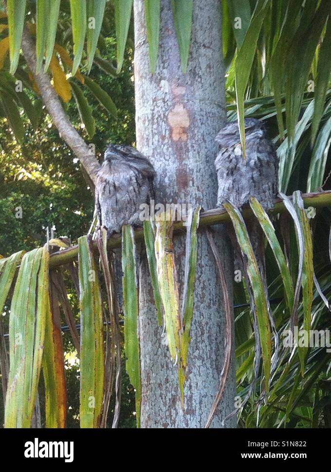 Two tawny frogmouths Stock Photo