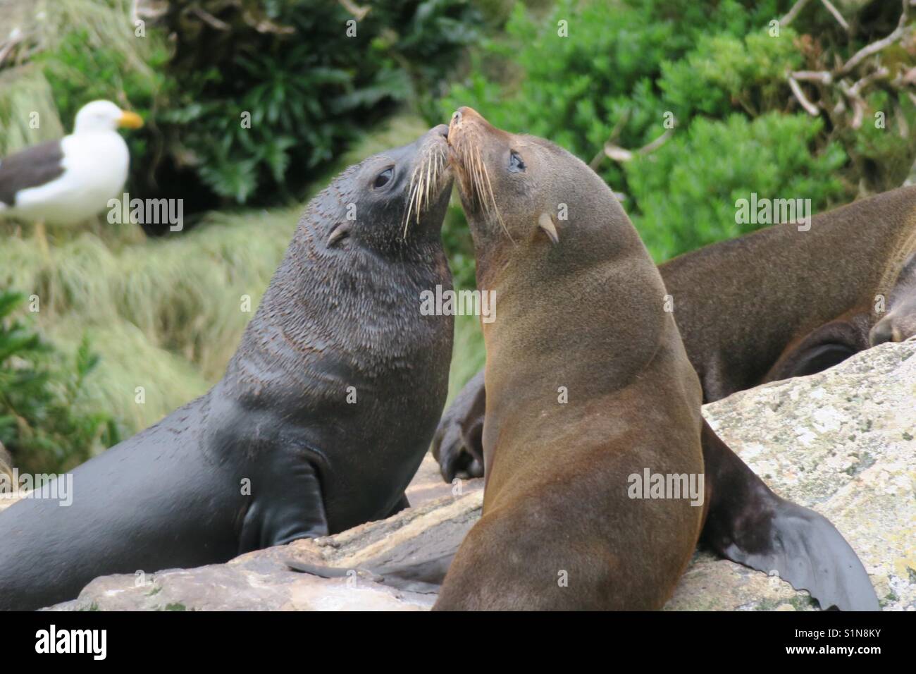 Seals kissing hires stock photography and images Alamy