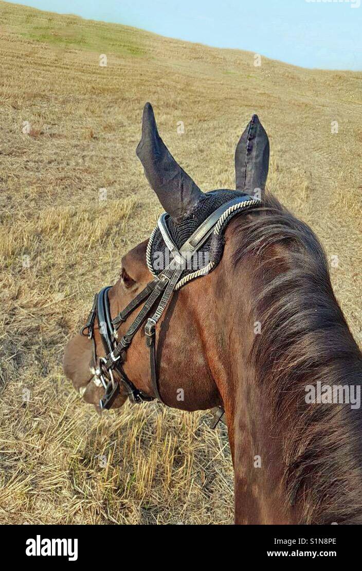 Lucky... on the horse back! - Smartphone Captured Stock Image