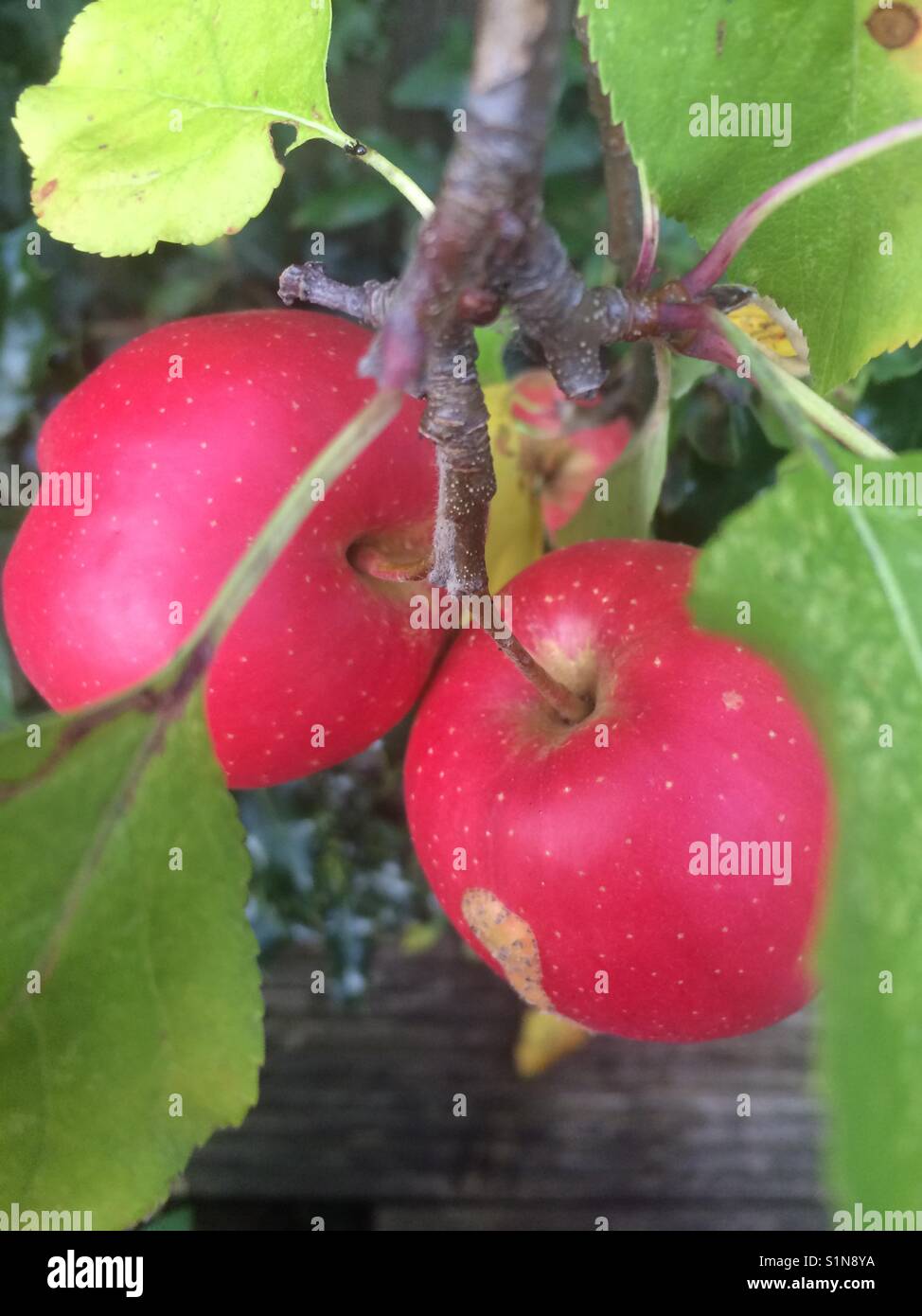 Two apples growing Stock Photo