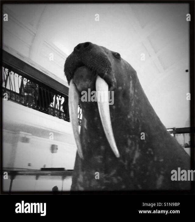 Stuffed Walrus at Horniman museum Stock Photo - Alamy