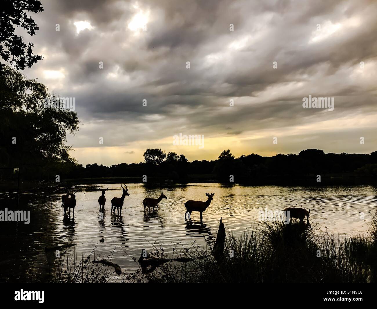 Group of deer walking across the river in the evening with a bit of sin light as a background at Richmond park, London, England. Stock Photo