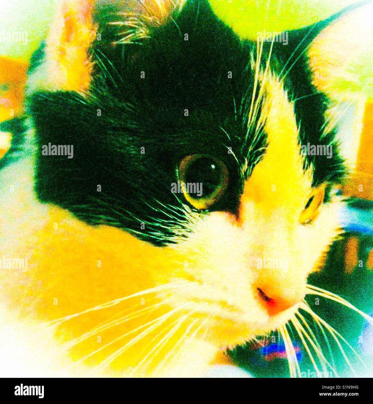 Yellow filter on photo of black and white kitten in thoughtful pose - Smartphone Captured Stock Image