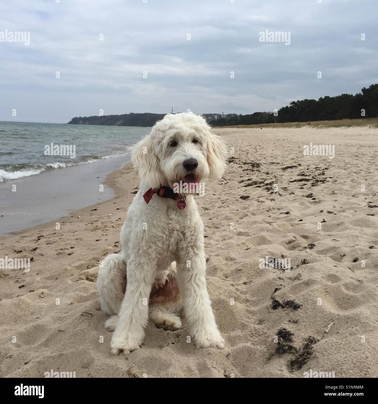 White dog Goldendoodle sitting in yoga position in the sand on the beach in Göhren East sea, Ostsee, Germany Stock Photo