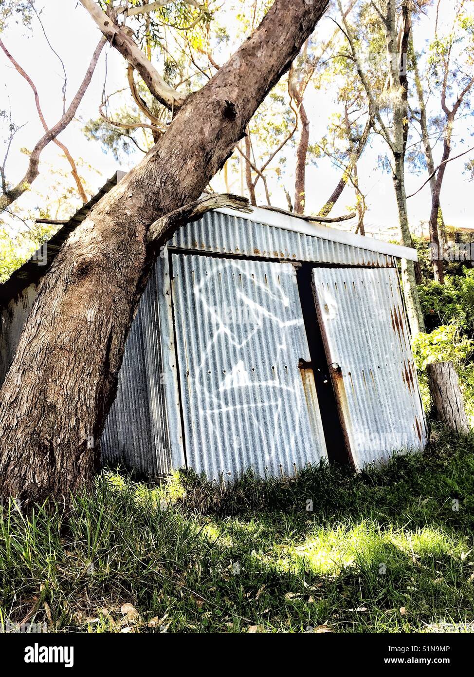 Tree trunk leans against old tin shed covered with graffiti. Natural background. Australia Stock Photo