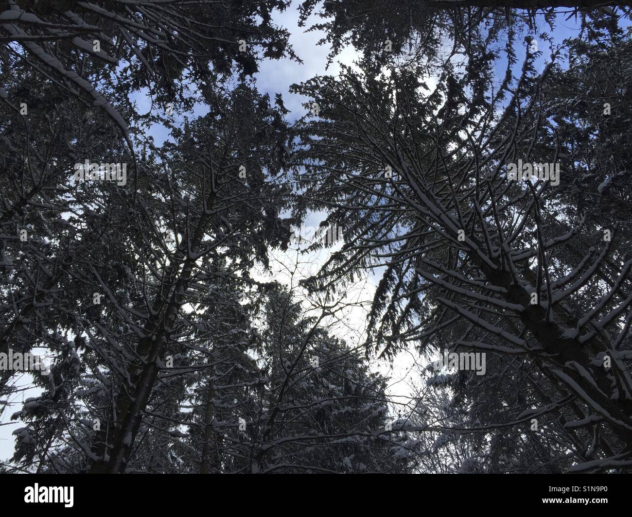 Big tall and high trees, pine or fir from below, looking up into blue sky in the forest of Bavaria, Germany Stock Photo