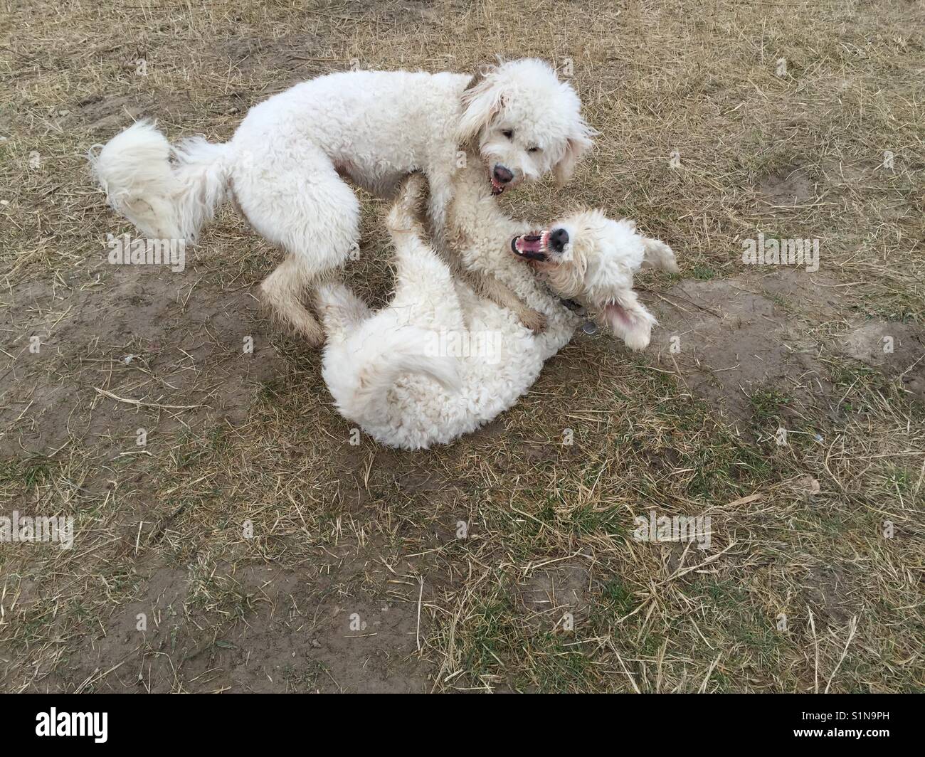 Two white dogs playing or fighting on yellow dried out grass ground
