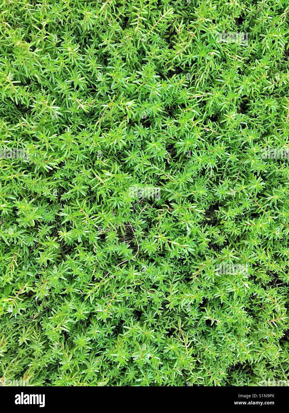 Drought tolerant ground covering plant Stock Photo