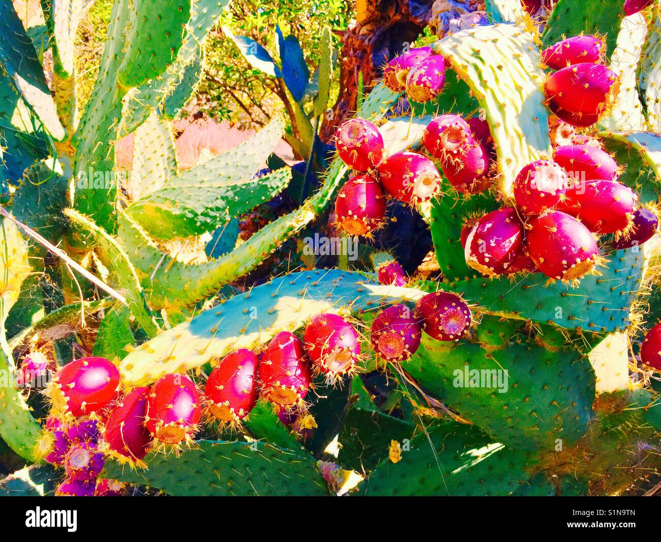 Prickly pears on cactus Stock Photo