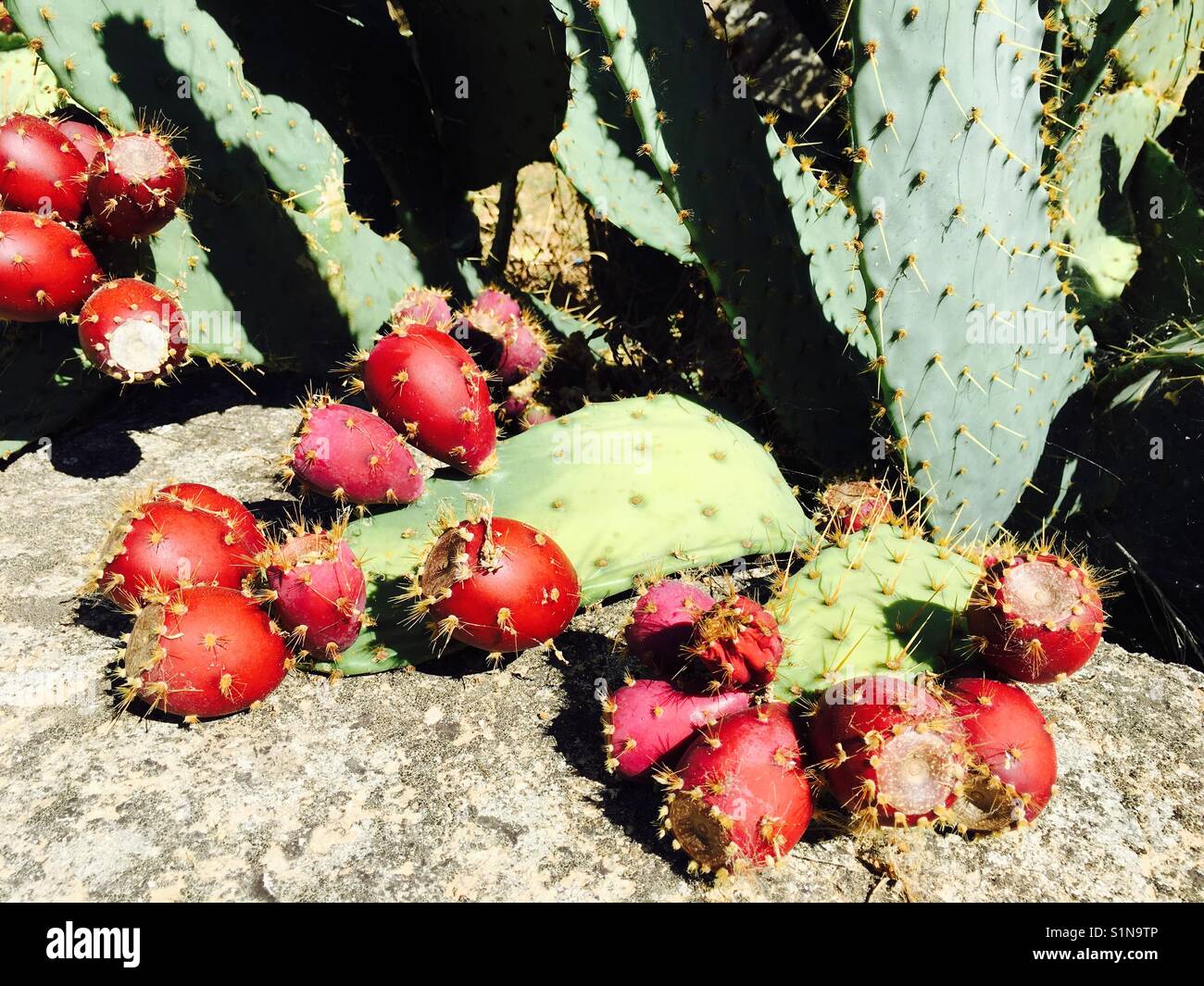 Red prickly pears in abundance and cactus Stock Photo