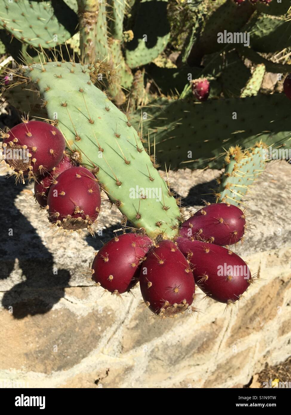 Prickly pears on Cactus Stock Photo