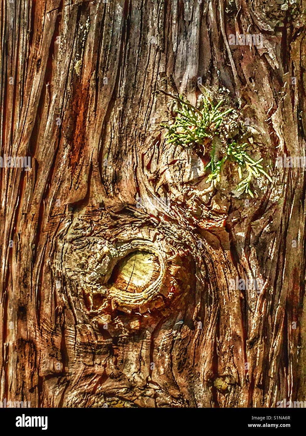 Tree knot with new growth Stock Photo Alamy